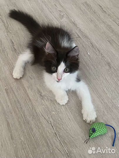 Котёнок