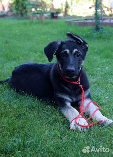 Щенки девочки вео от племенного питомника