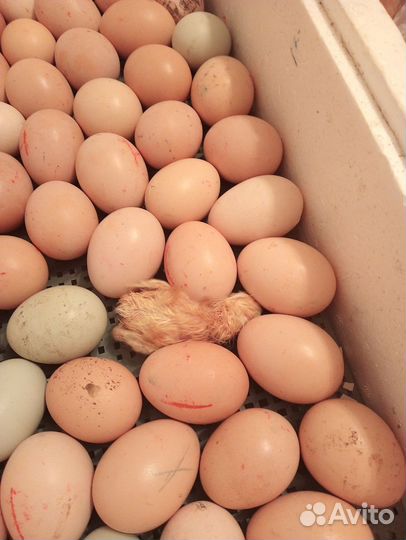 Цыплята суточные