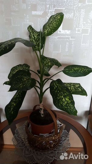 Диффенбахия и Шефлера компакта