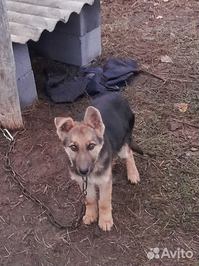 Немецкая овчарка