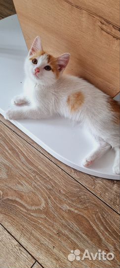 Нашли котенка ищем ему семью