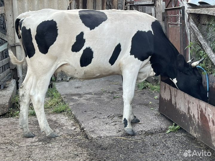 Коровы дойные молочные