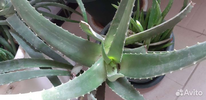 Алоэ вера растение