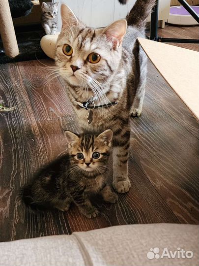 Шотландские котята