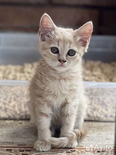 Персик ищет дом