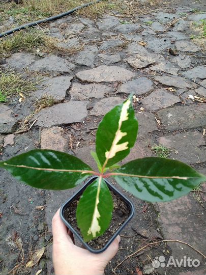 Продам граптофиллум расписной