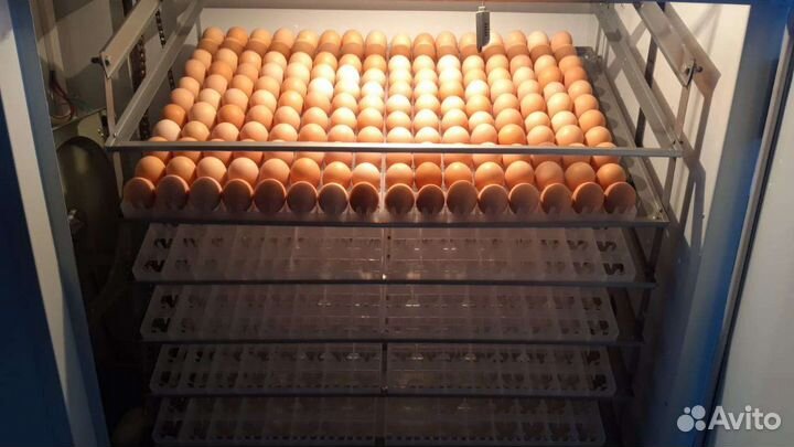 Инкубационное яйцо. бройлер. утка. индейка. гусь