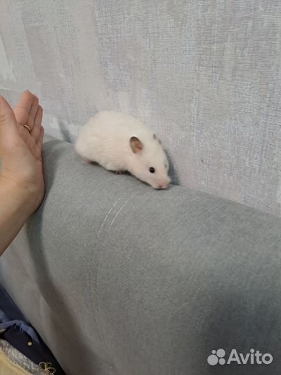 Сирийский хомяк бесплатно