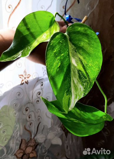 Монстера Альба вар и другие ароидные