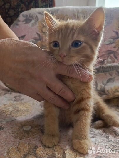 Замечательный рыжий котёнк