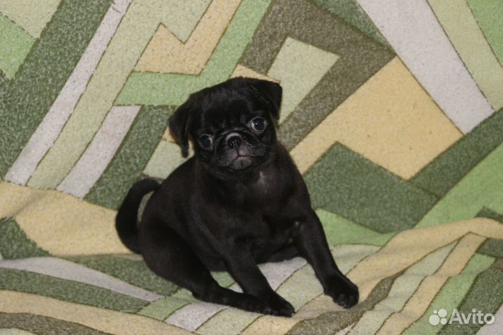 Щенки мопса чёрные