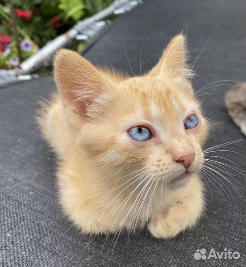 Рыжий котенок в добрые руки