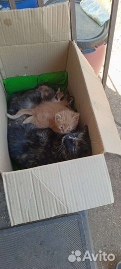 Котята в хорошие руки