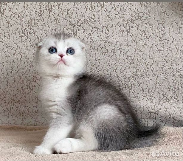 Шотландская вислоухая