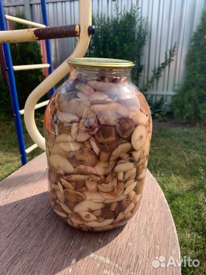 Грибы маслята маринованные