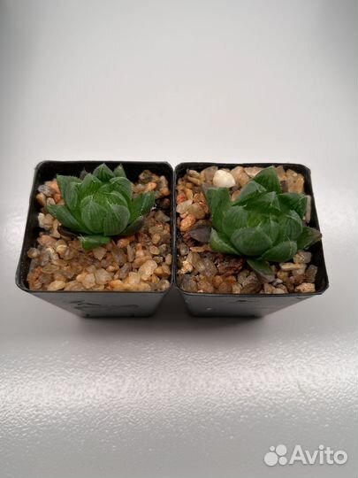 Суккуленты: хавортия, haworthia