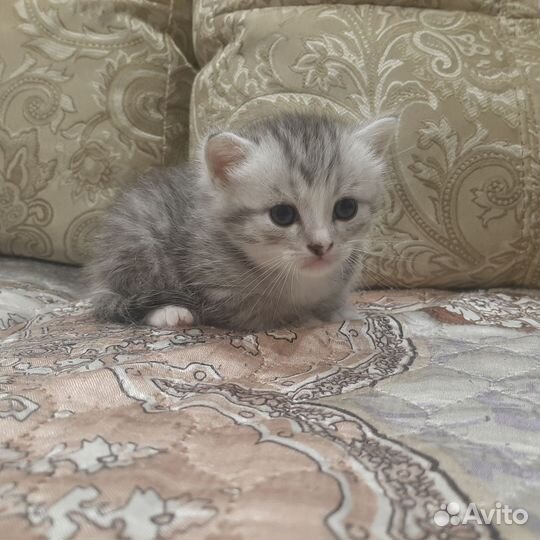 Бронирование котят