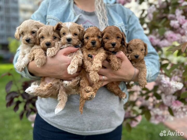 Мальтипу f1 Кокапу Ф1 большой выбор