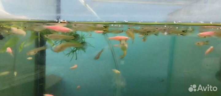Аквариумные рыбки домашнего разведения