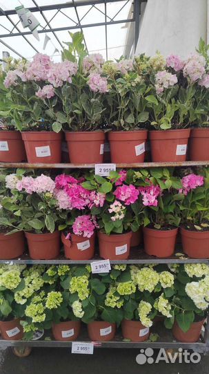 Гортензия крупнолистная