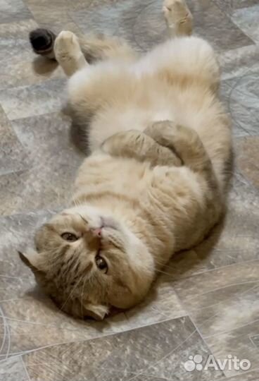 Котята бронь