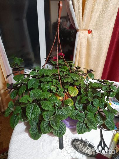 Плектрантус взрослое растение