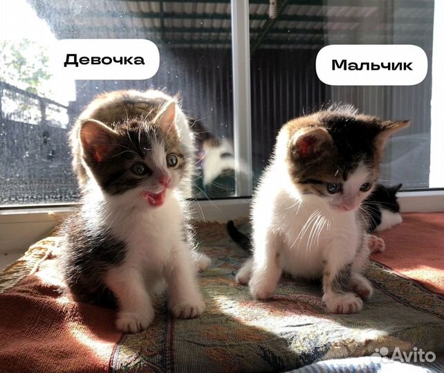 Котята в добрые руки