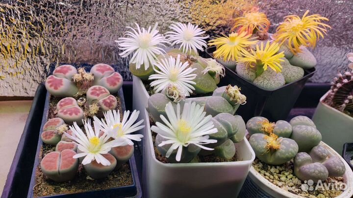 Продам литопс