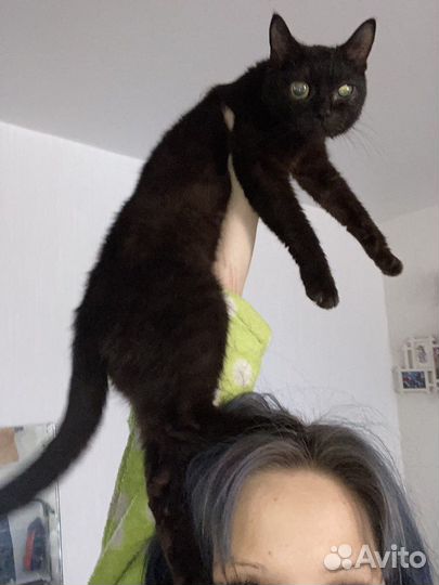 Котики даром