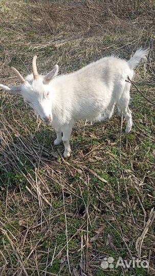 Продам козочек