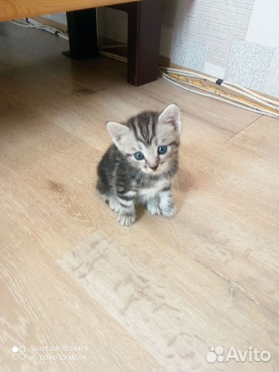 Котята от вислоухой