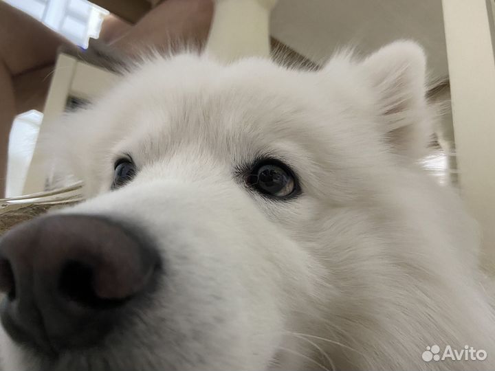 Японский Шпиц вязка