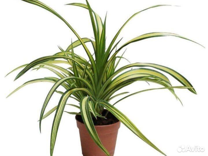 Комнатное растение Пандан (панданус)