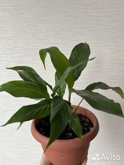 Спатифиллум