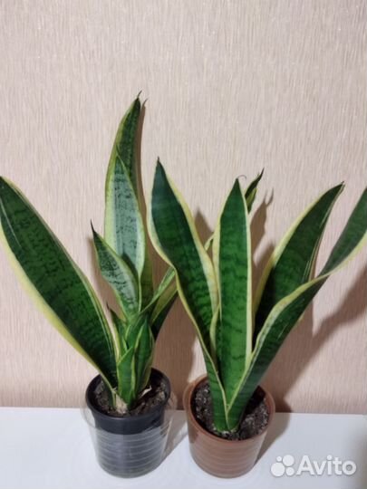 Сансевиерия Футура Суперба трёхцветная