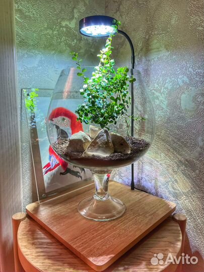 Светильник настольный