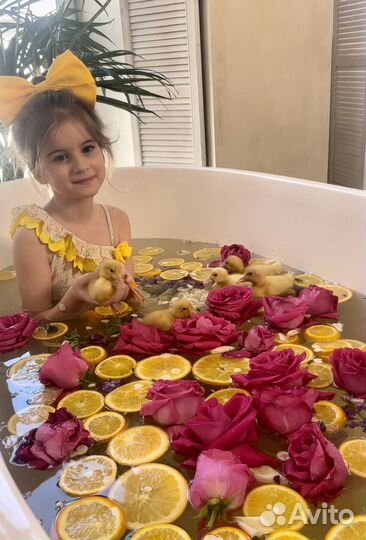 Утята и кролики в аренду на фотосессию