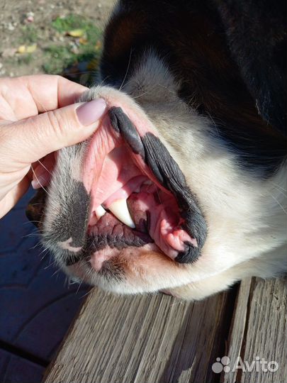 Вязка московская сторожевая