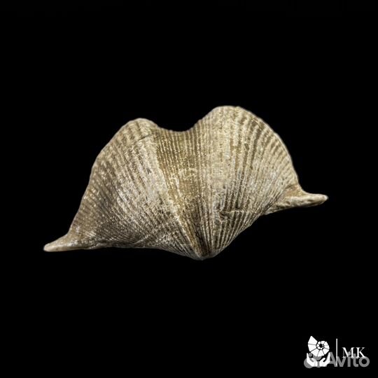 Брахиопода Cyrtospirifer 0689