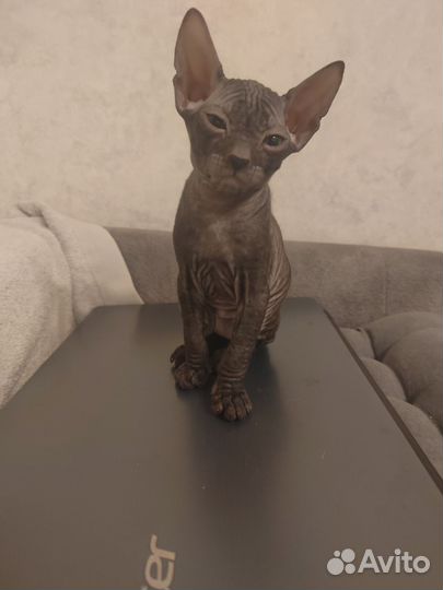 Донской сфинкс котята