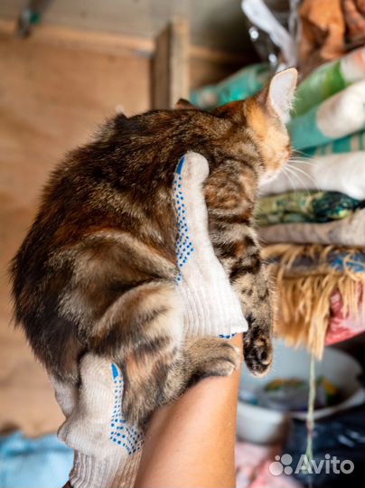 Интересные котята)