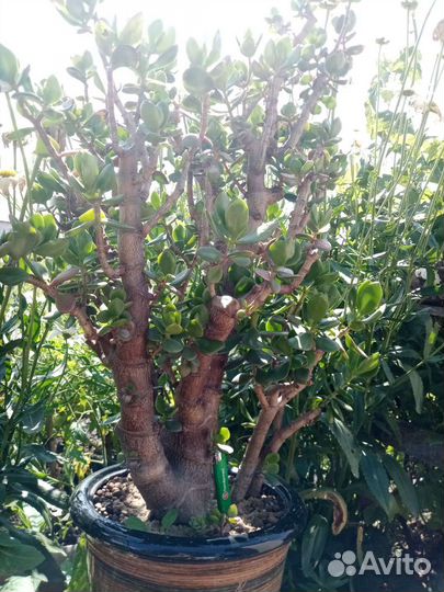 Толстянка(крассула-денежное дерево)