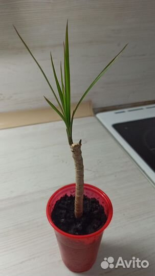 Пальма драцена