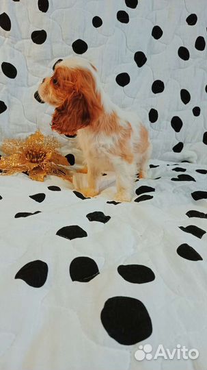 Кавалер кинг детки конфетки