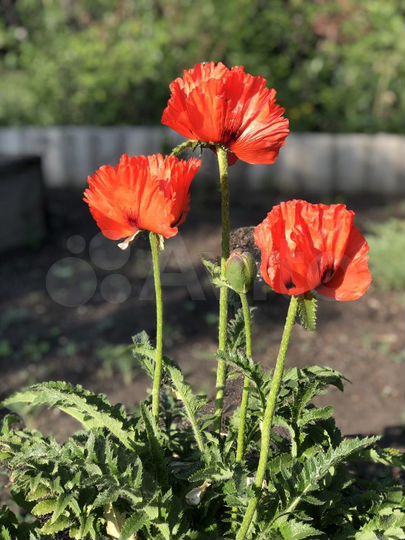 Дача 51 м² на участке 5 сот.