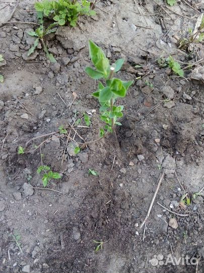 Отростки жасмина