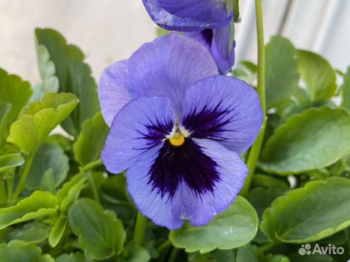 Виолла рассада