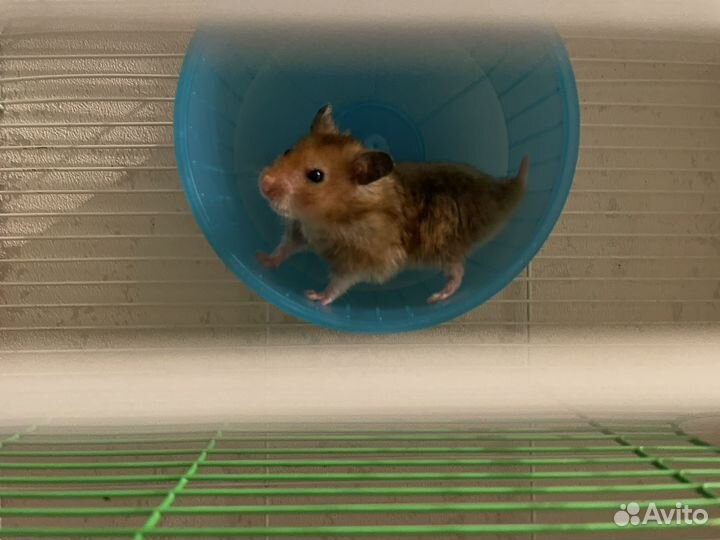 Сирийский хомяк малыш