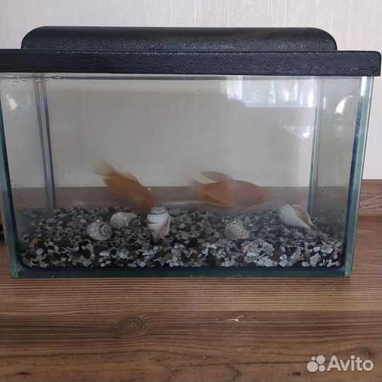 Аквариум